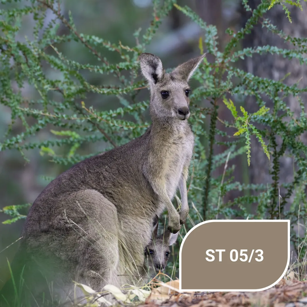Австралійський коричневий - Stylewood ST 05/3 Känguru