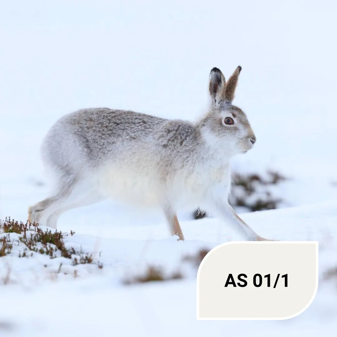 Колір AS 01/1 Schneehase - Гірський заєць