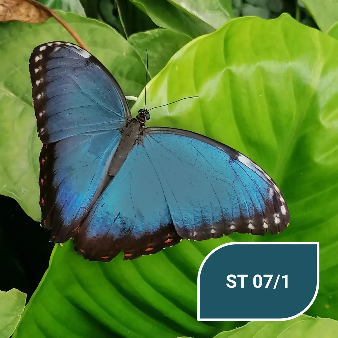 Темно синій колір метелика Морфо - ST 07/1 Blauer Morpho