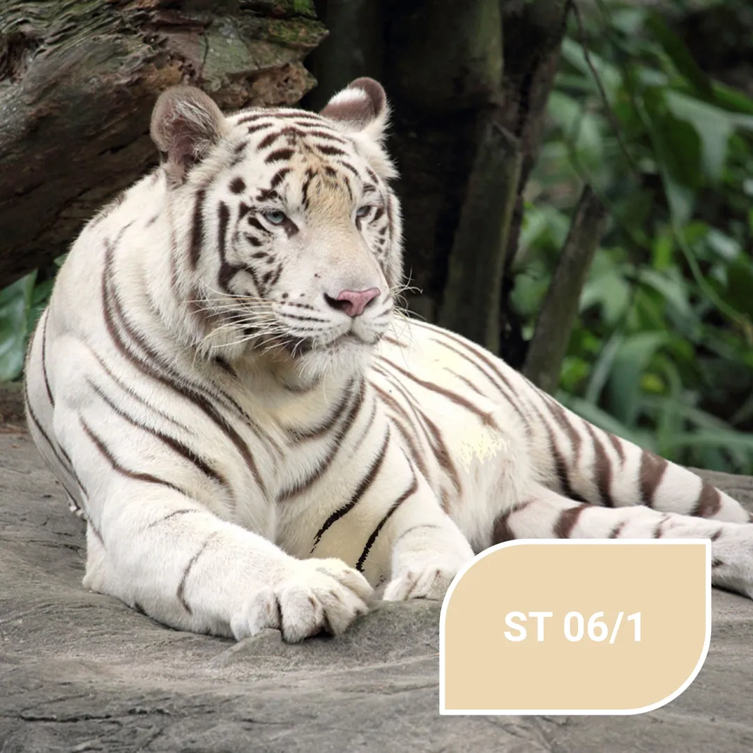 Грація білого тигра в кольорі ST 06/1 Weißer Tiger