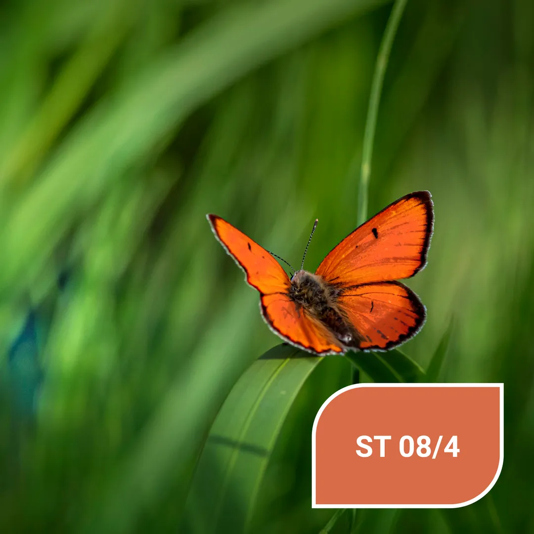 Яскравий червоно-оранжевий колір метелика Stylewood ST 08/4 Großer Feuerfalter